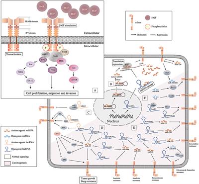 MicroRNAs and Long Non-coding RNAs in c-Met-Regulated Cancers